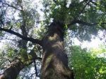 �Ti ringrazio corteccia indurita dal tempo