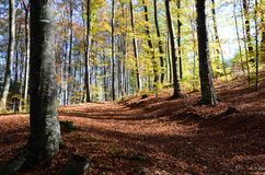 Mattino di novembre