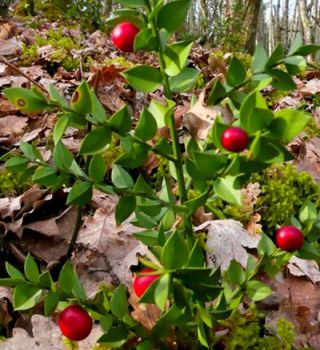 Fine novembre