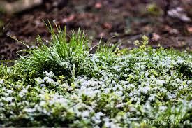Neve di marzo