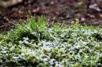 Neve di marzo
