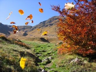 Identit� di una foglia errante