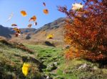 Identit� di una foglia errante