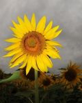 A Chernobyl non crescono pi� fiori  