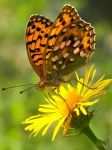 Sar� Ancora Primavera