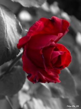 Ti Chiamer� Amore  