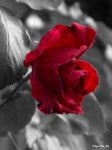 Ti Chiamer� Amore  