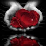 Il Cuore Non User� Pennelli... Ma Petali di Rosa