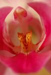 Fiore di miele