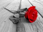 Quando il mio Ulisse torn� dall�ultima sua guerra
