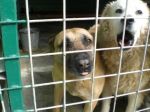 Cani prigionieri