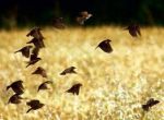 Spaventap�ssere  