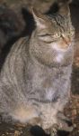 Ir mi' gatto Merlino  