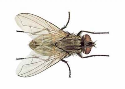 Una mosca sul vetro  