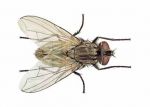 Una mosca sul vetro  