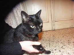 Il gattino zoppo