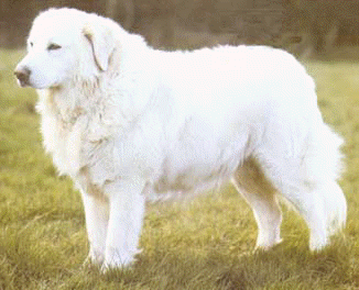 Nato dan cane!