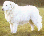Nato dan cane!