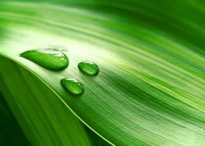 Colore verde  