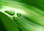 Colore verde