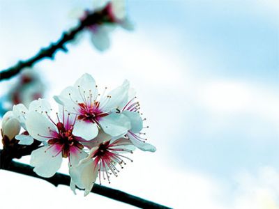 Primavera