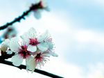 Primavera