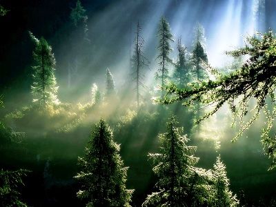Il bosco del tramonto