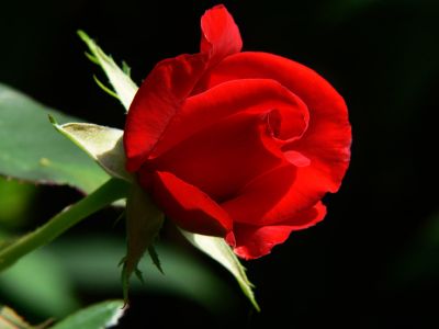 Coglier� i petali
