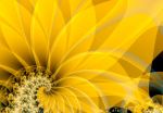 Pace per l'Umanit�