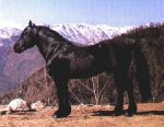 Mustang