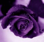 La rosa della tua sete
