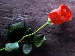 Solitario lamento  