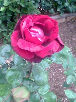 Dolceamore  