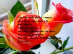 Per un Amore  