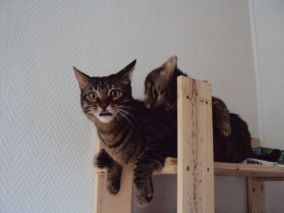 Due gatti alla finestra  