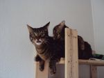 Due gatti alla finestra  