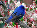 Fiore blu amore  