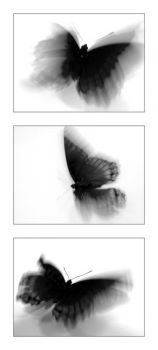 Voce