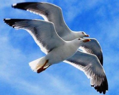 Un volo pindarico