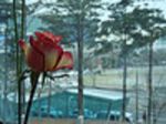 Perle di felicit�