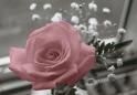 Et voil� petit rose