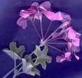 Ad un fiore