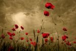 Rosso corallo