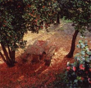 Una Bufera di Rose