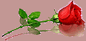 Rose rosse
