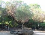 S�alzava al cielo possente