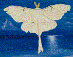 Sedoka