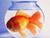 Sono �solo� un pesce rosso