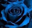 Alle rose