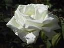 Una rosa